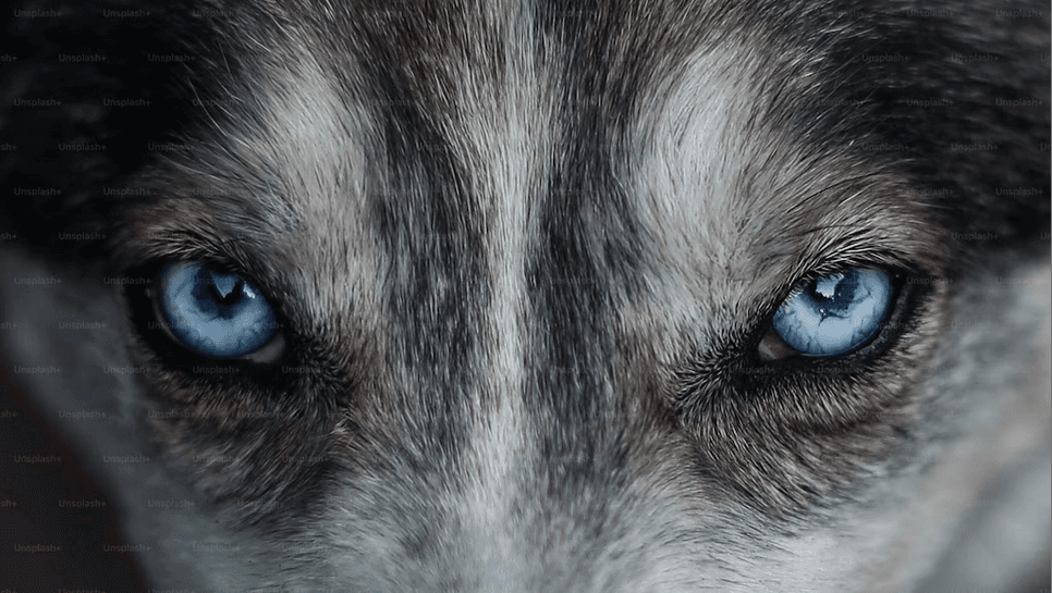 Werewolf image
